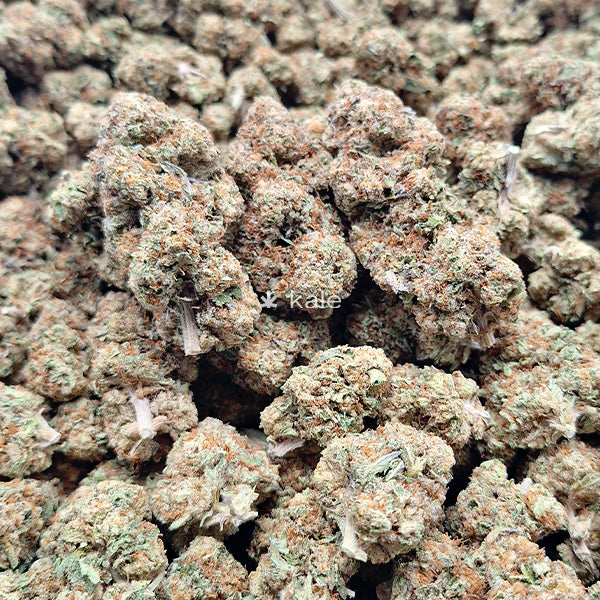 Dosi x Gelato