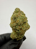 Cali Runtz (indoor)