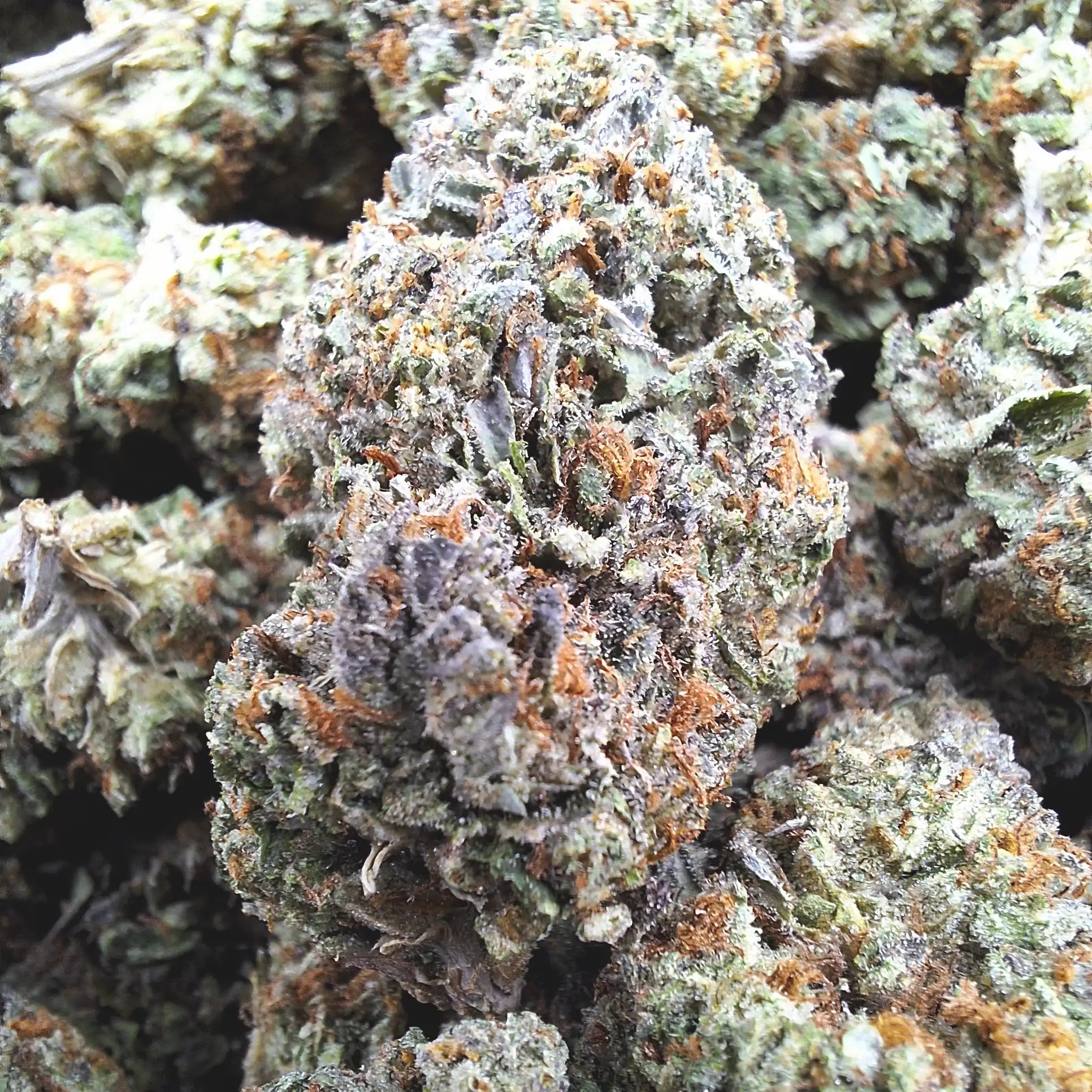 Candy Gelato