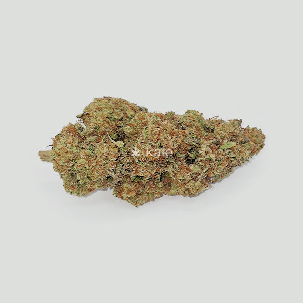 Dosi x Gelato