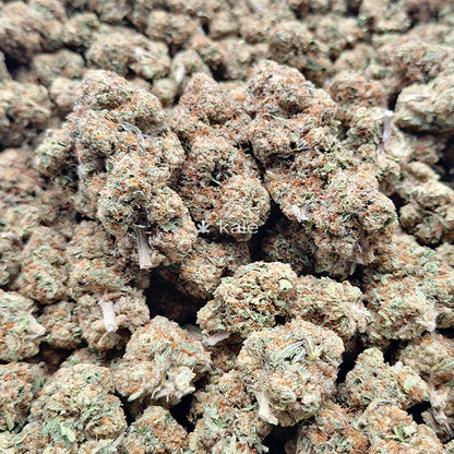 Dosi x Gelato