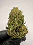 GMO Gorilla