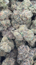 Candy Gelato (Indoor)