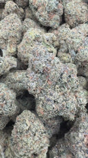Cali Runtz (indoor)