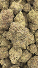 Silky Gelato (Indoor)