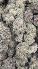 Jack One (Indoor)